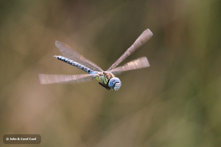 IMG_1531 Southern Migrant Hawker.JPG